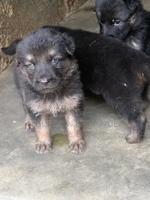 1-3 mois Homme Pure race Belgian Sheepdog