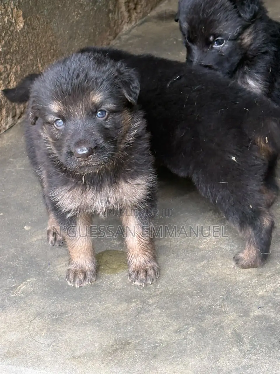 1-3 mois Homme Pure race Belgian Sheepdog