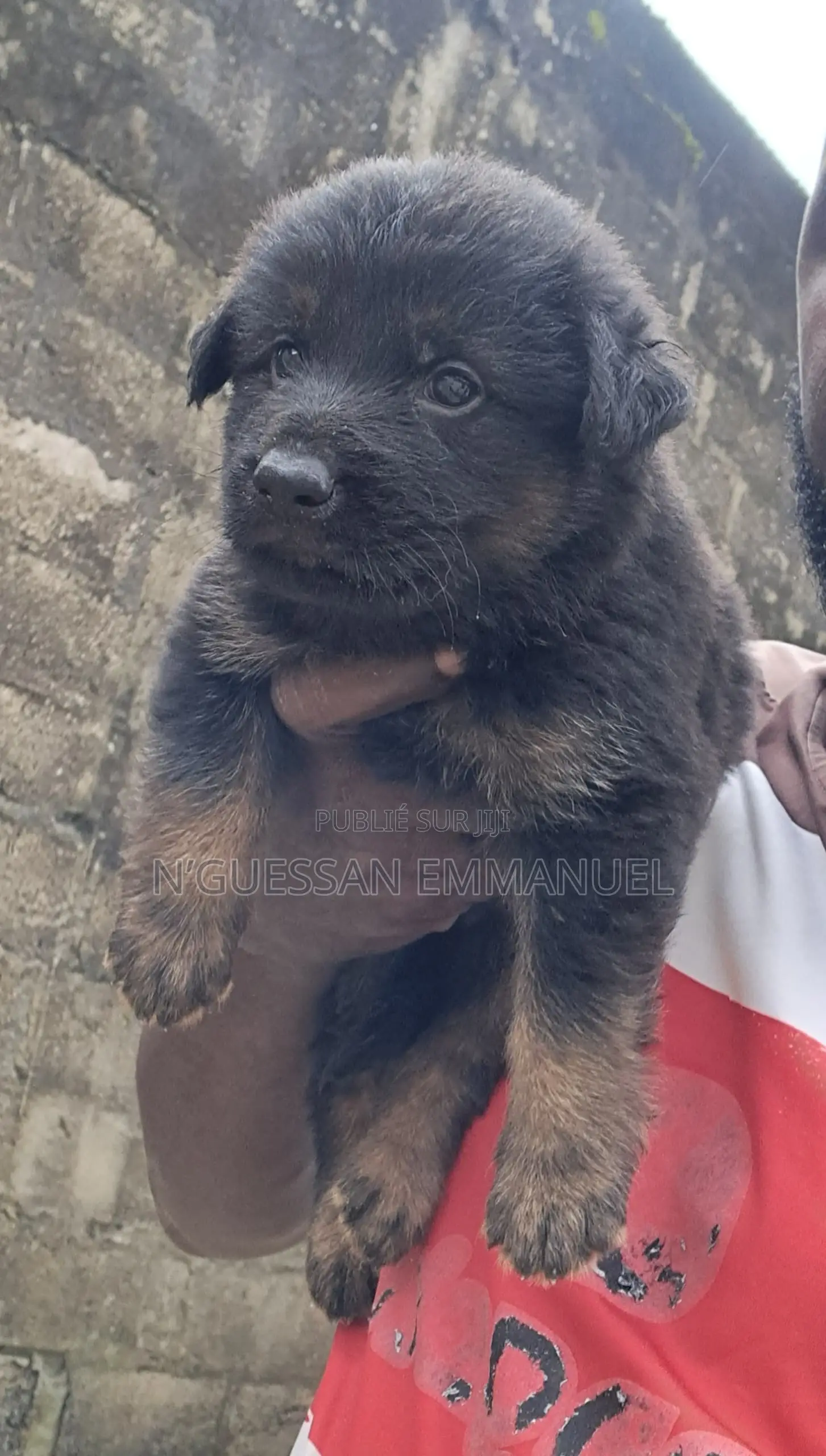 1-3 mois Homme Pure race Belgian Sheepdog
