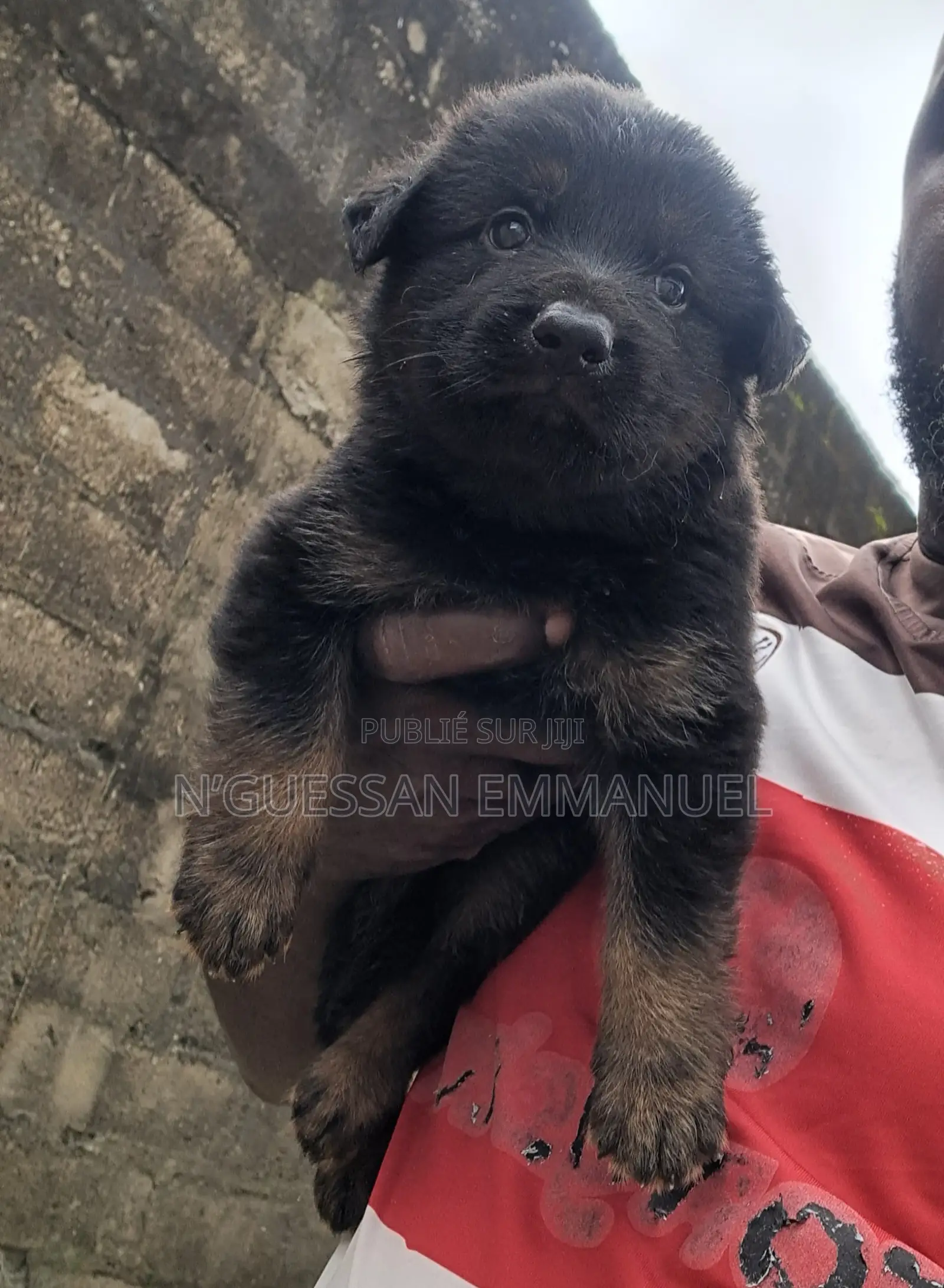 1-3 mois Homme Pure race Belgian Sheepdog