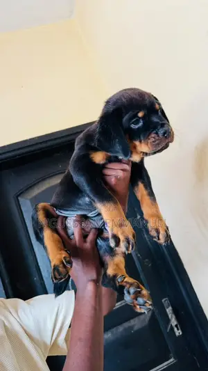 1-3 mois Homme Pure race Rottweiler