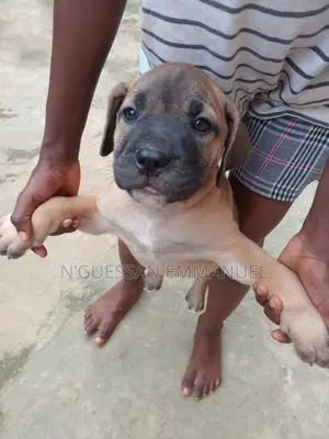 1-3 mois Homme Pure race Boerboel