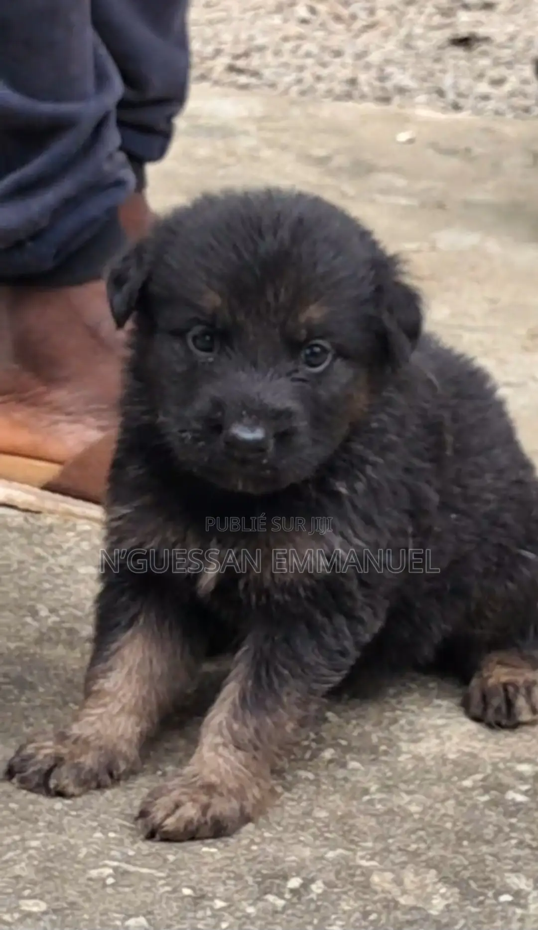 1-3 mois Homme Pure race Belgian Sheepdog