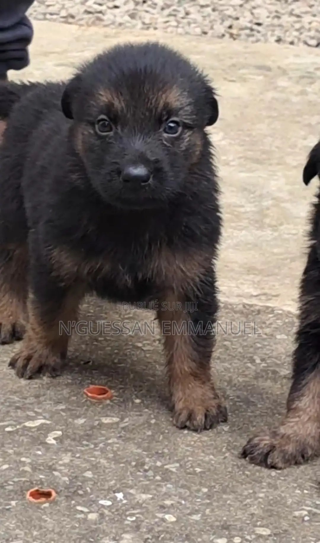 1-3 mois Homme Pure race Belgian Sheepdog