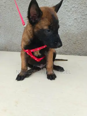 1-3 mois Homme Pure race Belgian Malinois