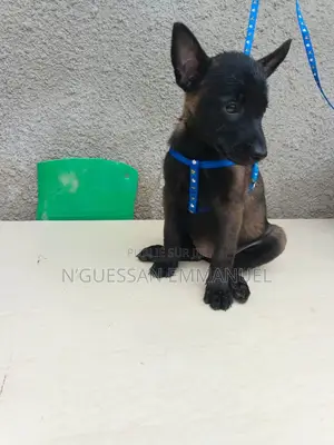 1-3 mois Homme Pure race Belgian Malinois