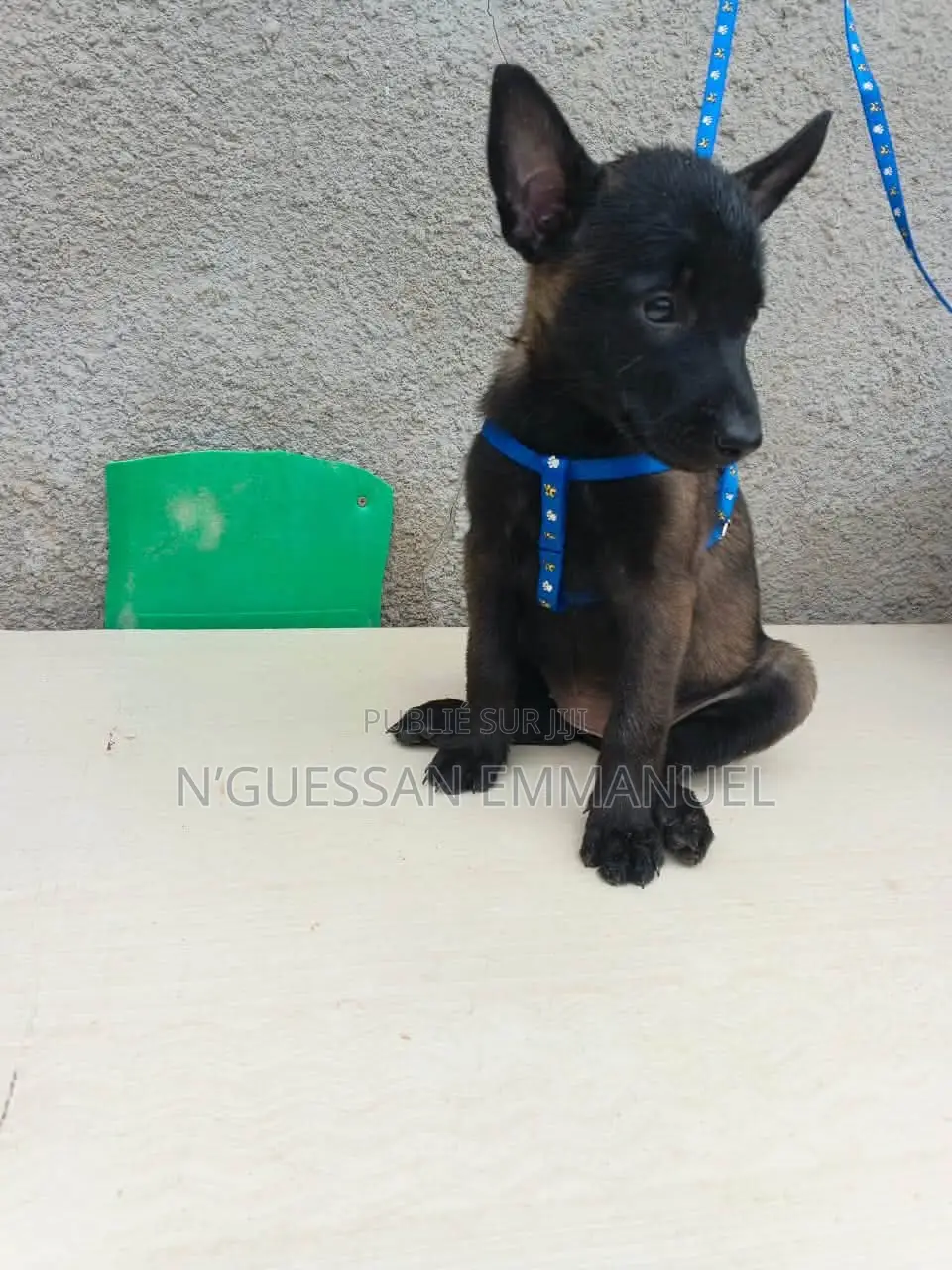1-3 mois Homme Pure race Belgian Malinois