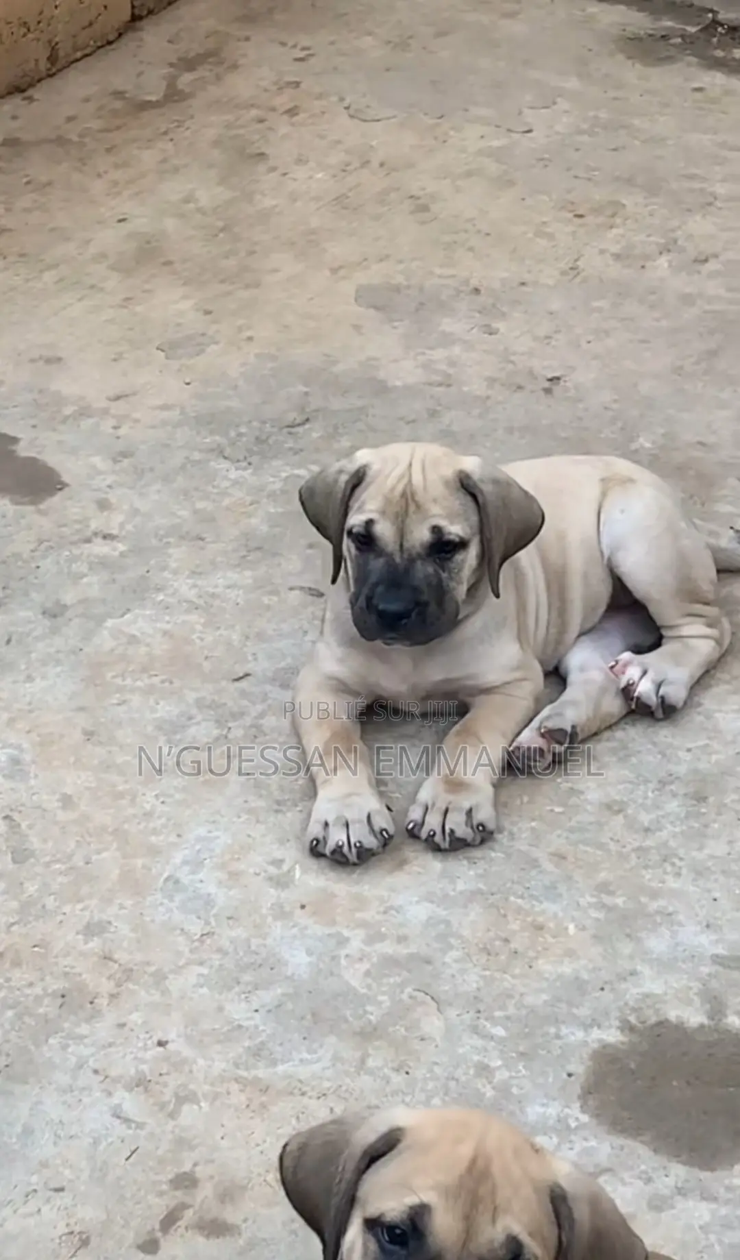 1-3 mois Homme Pure race Boerboel