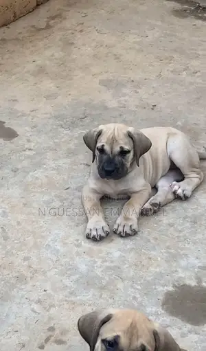 1-3 mois Homme Pure race Boerboel