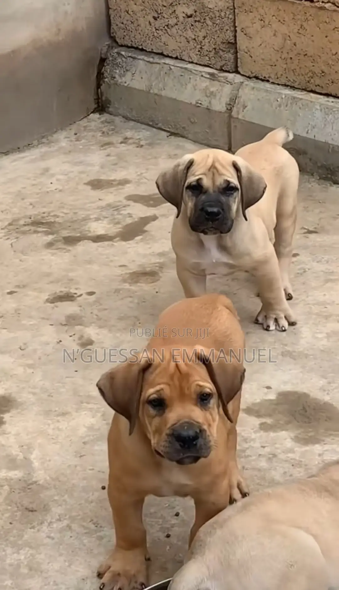 1-3 mois Homme Pure race Boerboel