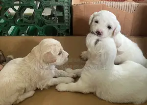1-3 mois Homme Pure race Bichon Frise