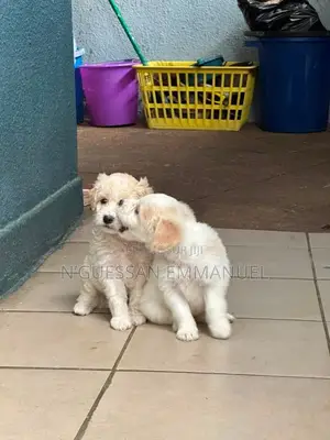1-3 mois Homme Pure race Bichon Frise