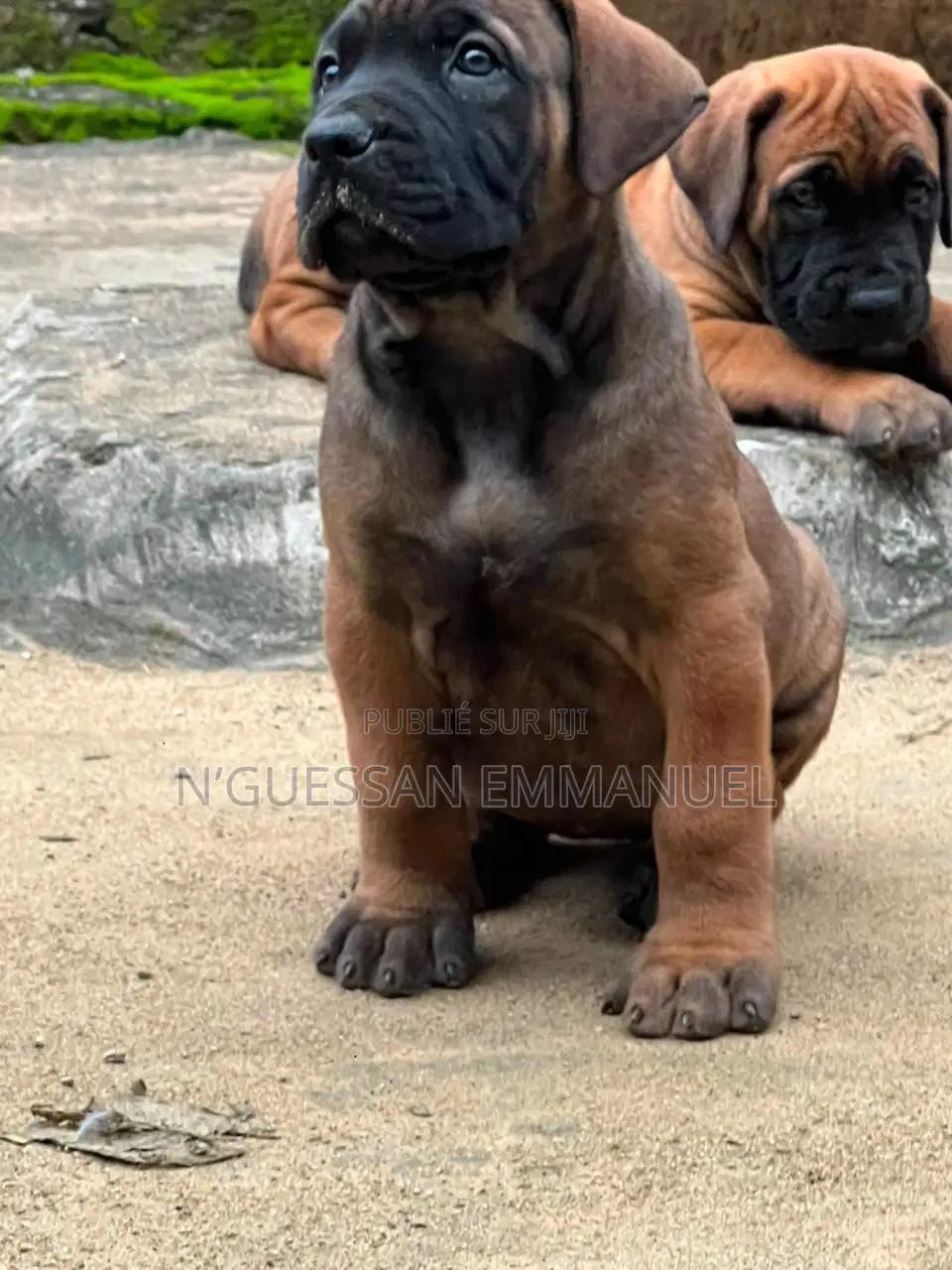 1-3 mois Homme Pure race Boerboel