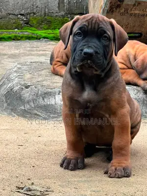 1-3 mois Homme Pure race Boerboel