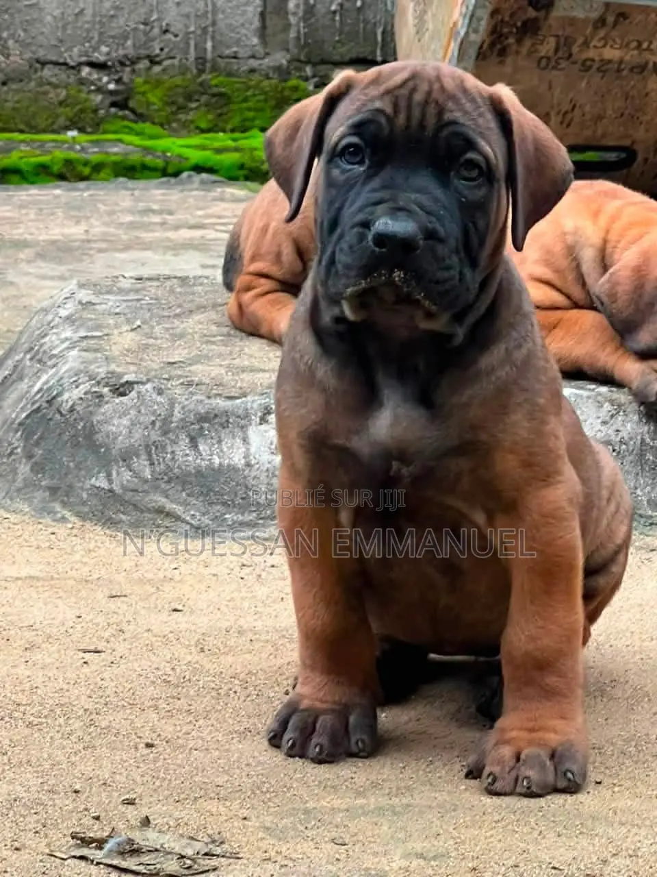 1-3 mois Homme Pure race Boerboel
