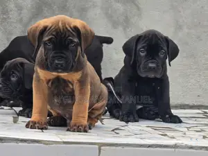 1-3 mois Homme Pure race Boerboel