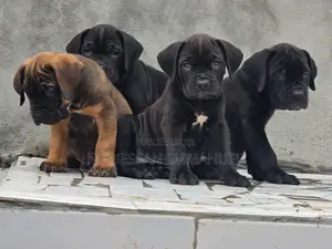 1-3 mois Homme Pure race Boerboel
