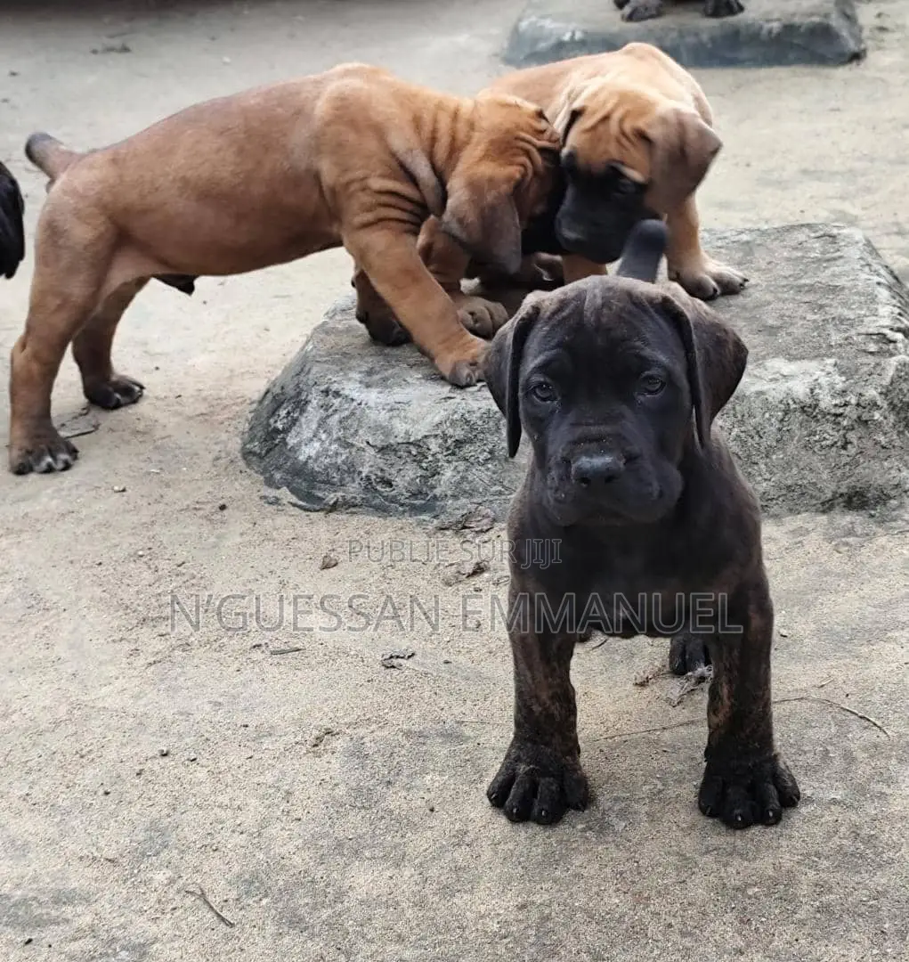 1-3 mois Homme Pure race Boerboel