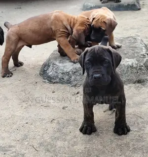1-3 mois Homme Pure race Boerboel