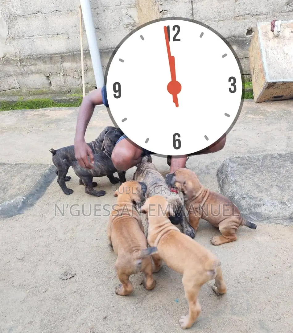 1-3 mois Homme Pure race Boerboel