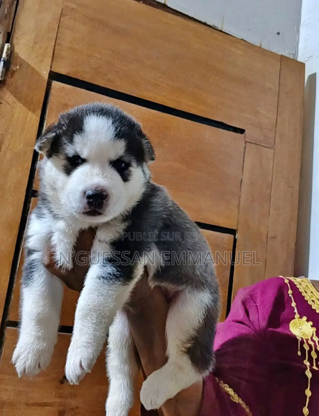 1-3 mois Homme Pure race Siberian Husky