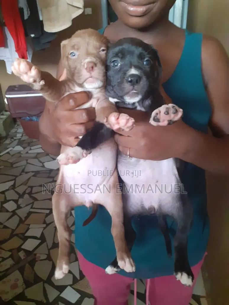 1-3 mois Homme Pure race American Pit Bull Terrier