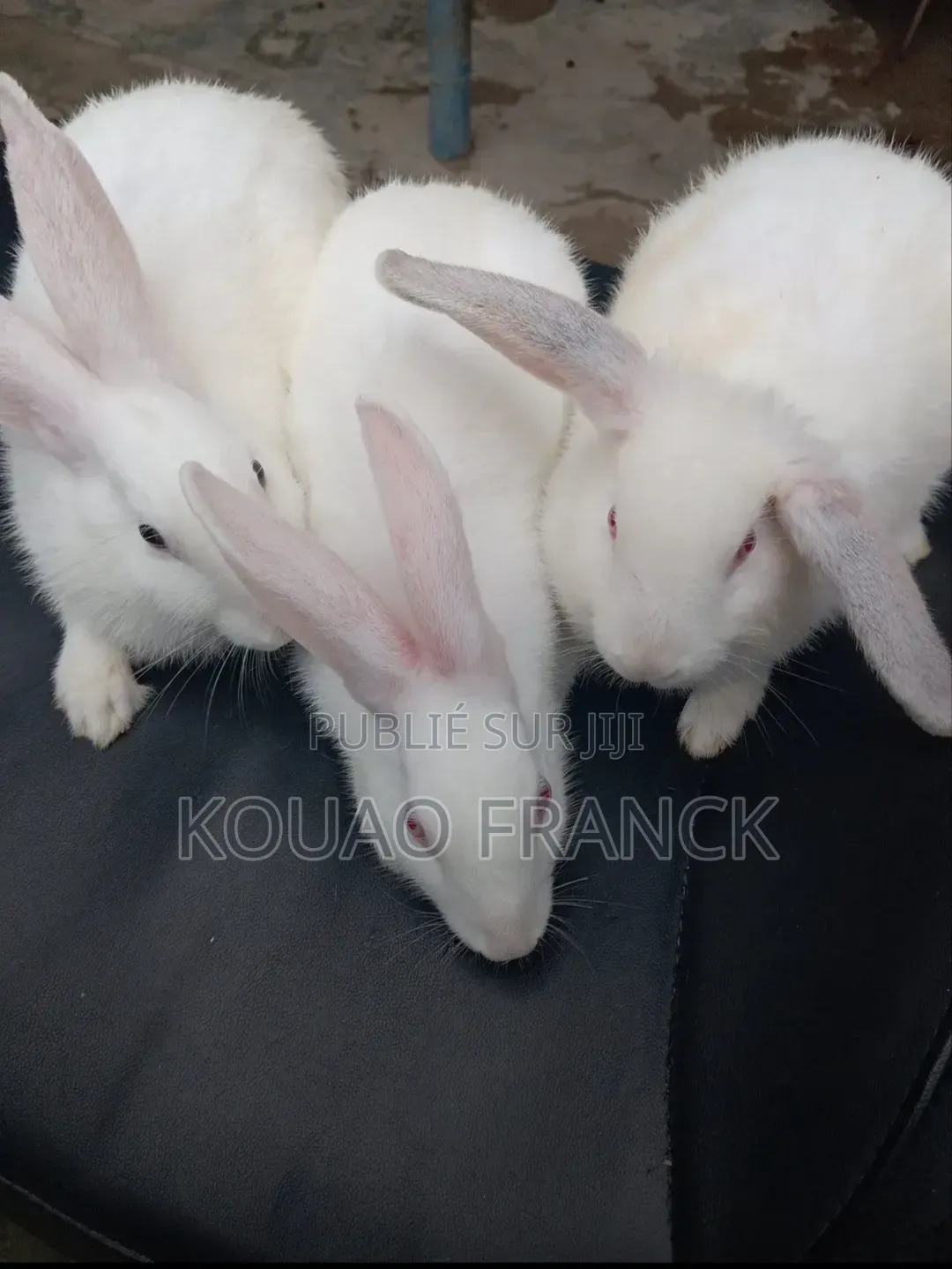 Les Lapins Disponible De 3mois Et Demi