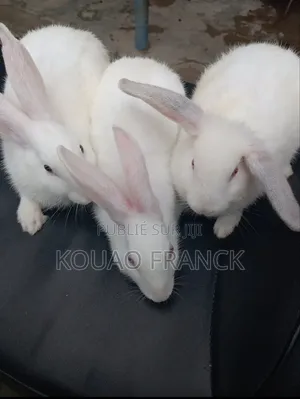 Les Lapins Disponible De 3mois Et Demi