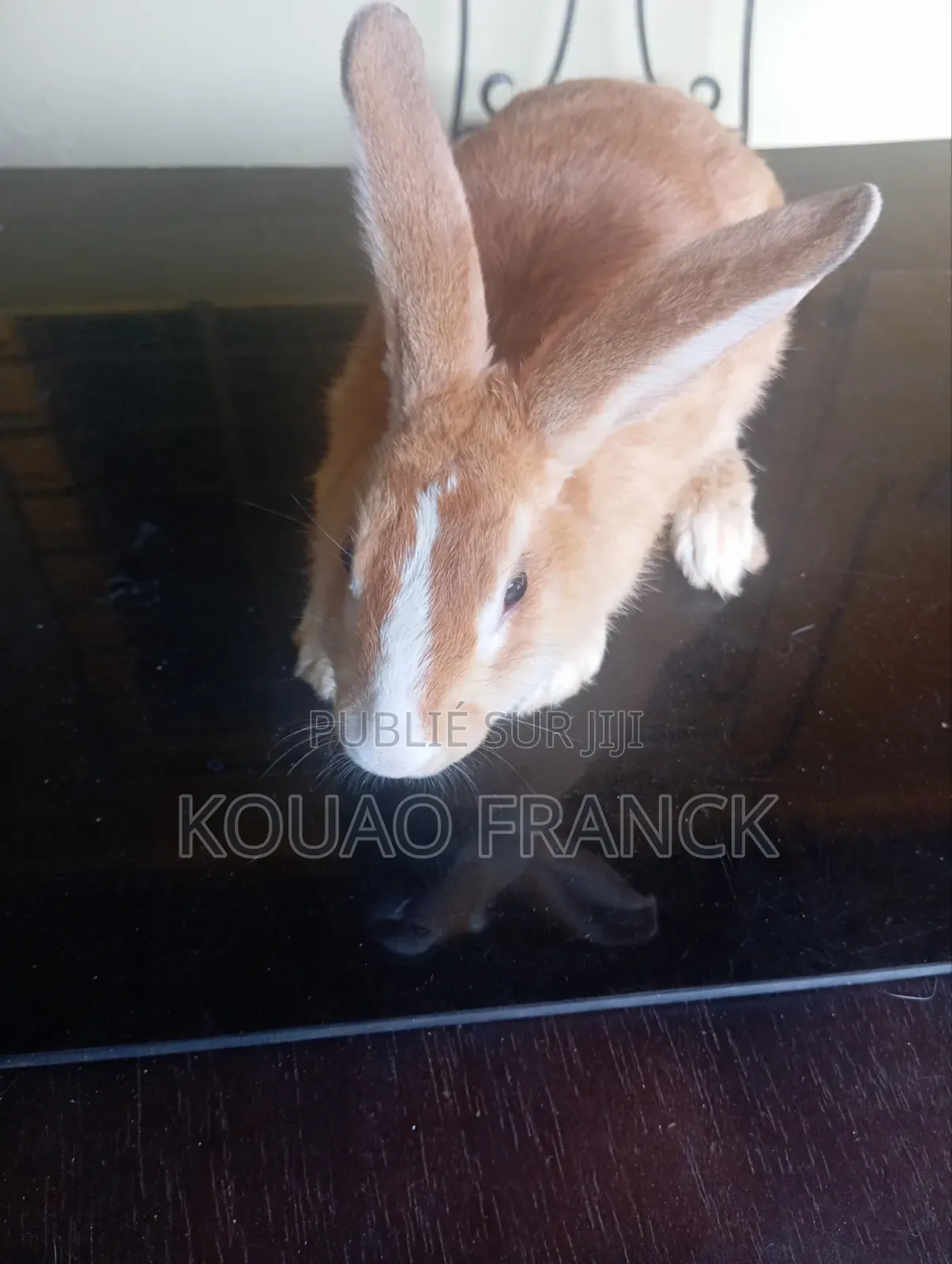 Les Lapins Disponible De 3mois Et Demi