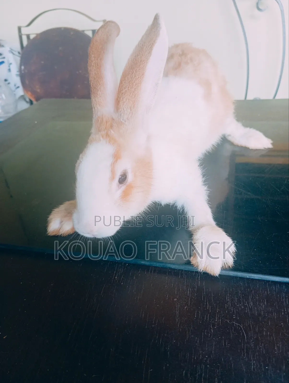 Les Lapins Disponible De 3mois Et Demi