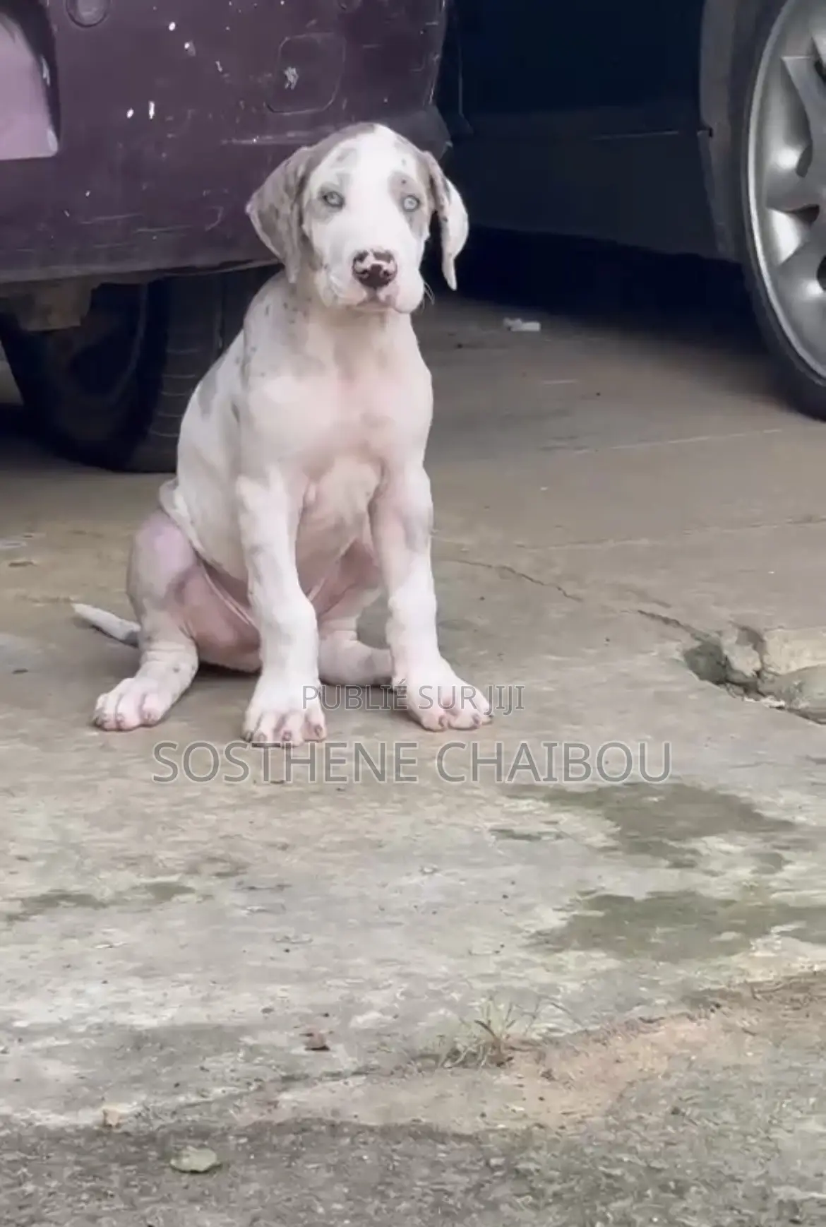 1-3 mois Homme Pure race Great Dane