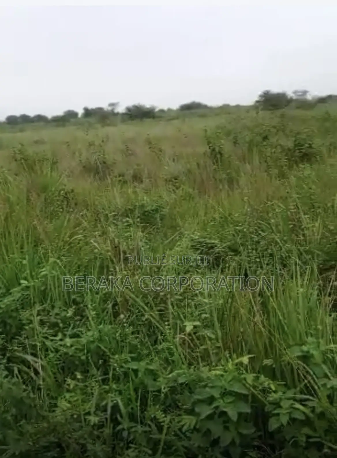 50 Hectare De Terrain Agricole À Céder Prix :4.000f/M2