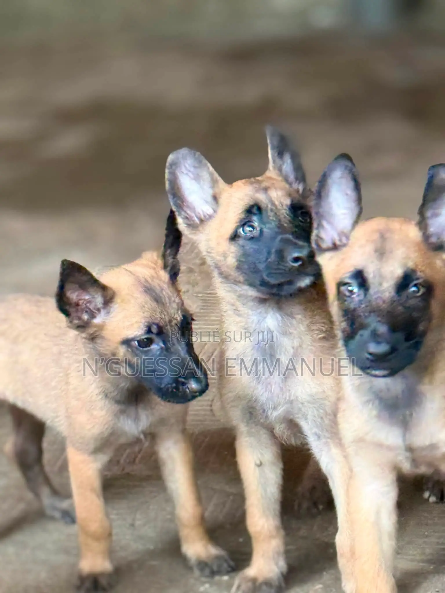 1-3 mois Homme Pure race Belgian Malinois