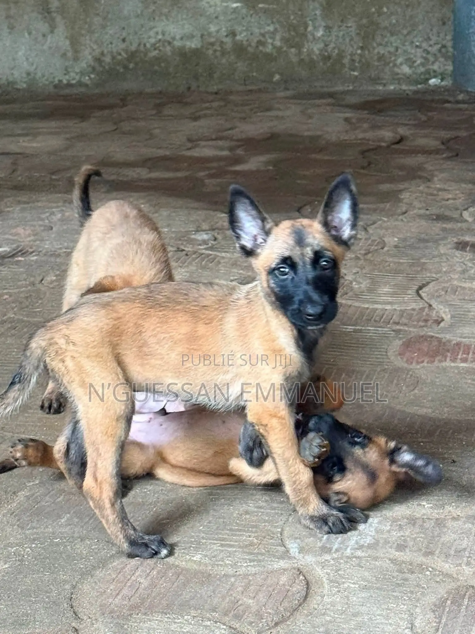 1-3 mois Homme Pure race Belgian Malinois