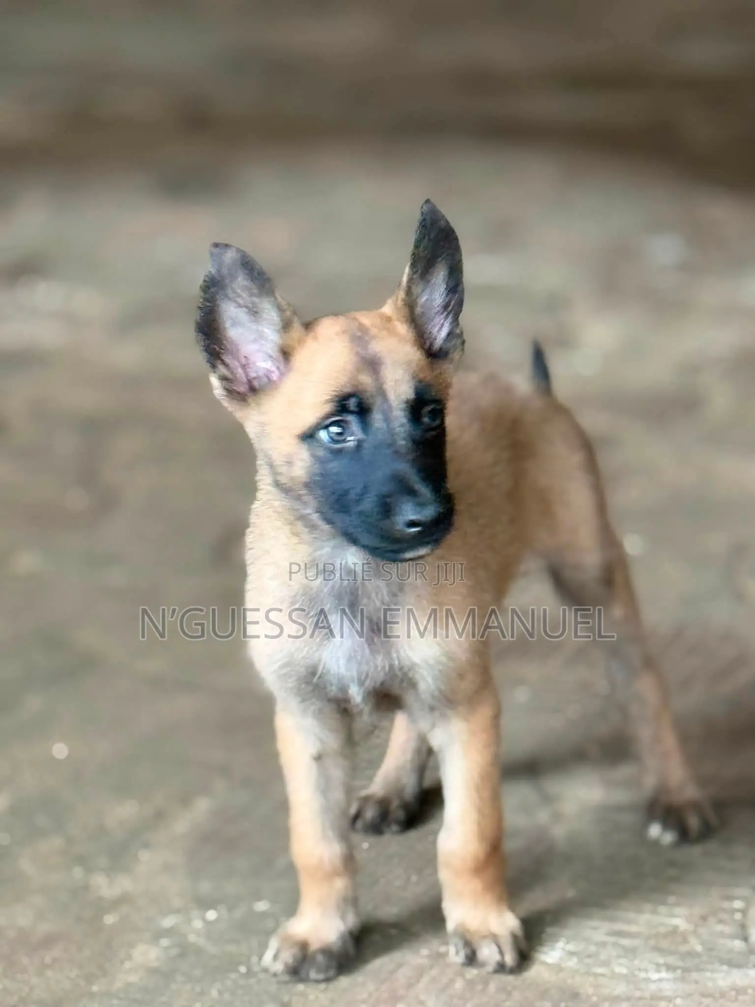 1-3 mois Homme Pure race Belgian Malinois