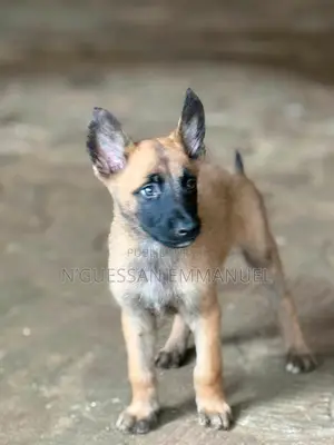 1-3 mois Homme Pure race Belgian Malinois