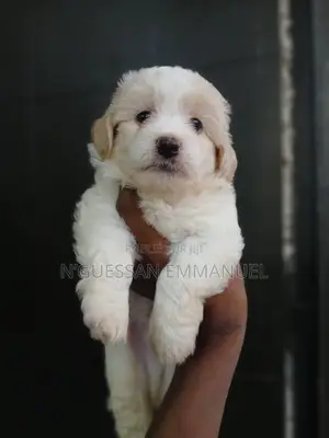 1-3 mois Homme Pure race Bichon Frise