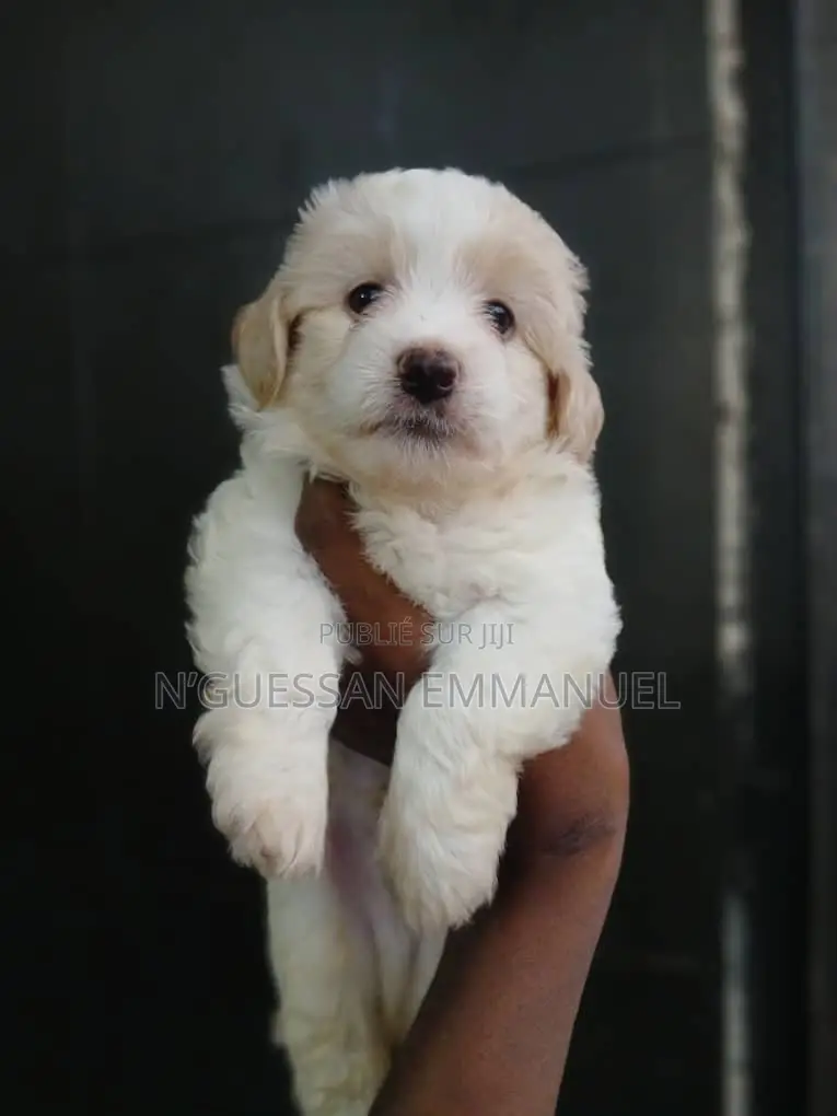 1-3 mois Homme Pure race Bichon Frise