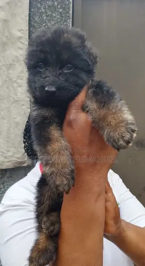 1-3 mois Homme Pure race Belgian Sheepdog