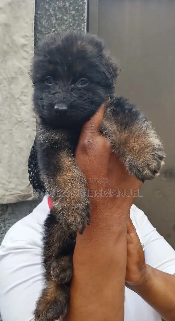 1-3 mois Homme Pure race Belgian Sheepdog