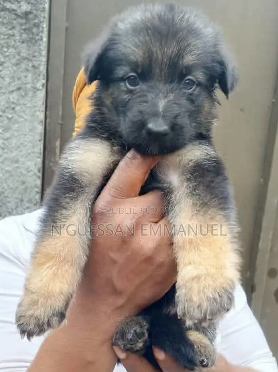 1-3 mois Homme Pure race Belgian Sheepdog