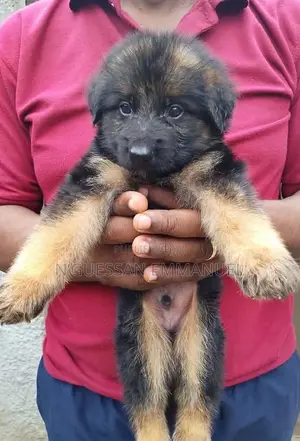 1-3 mois Homme Pure race Belgian Sheepdog