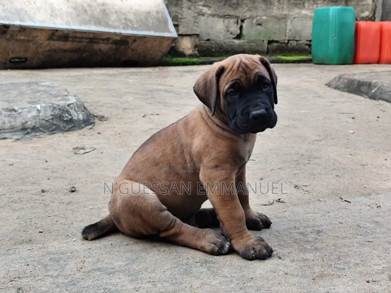 1-3 mois Homme Pure race Boerboel