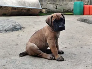 1-3 mois Homme Pure race Boerboel