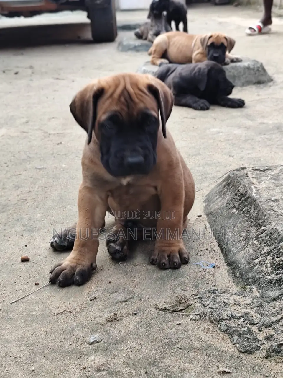 1-3 mois Homme Pure race Boerboel