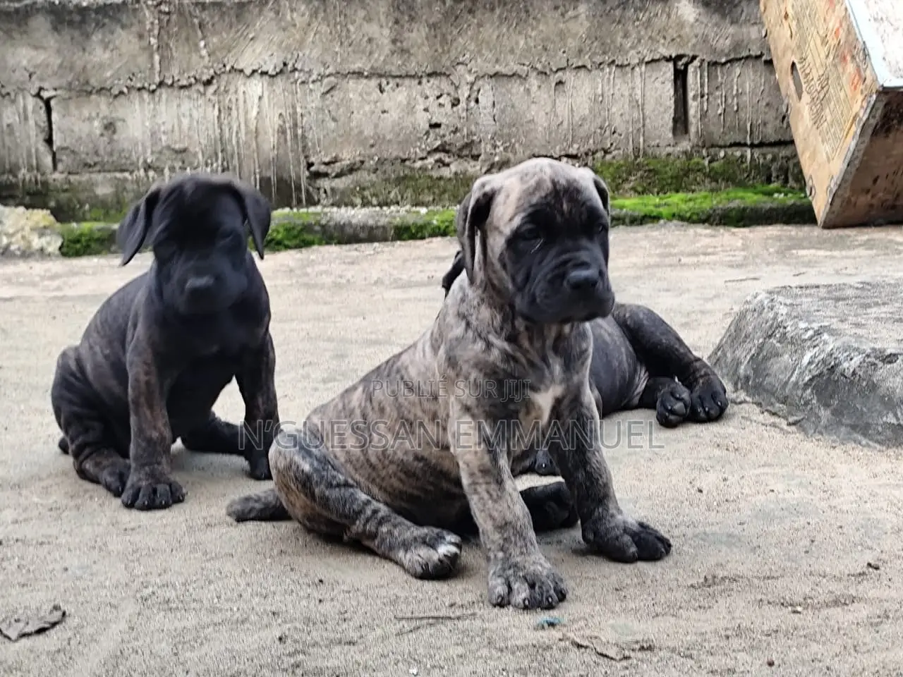 1-3 mois Homme Pure race Boerboel