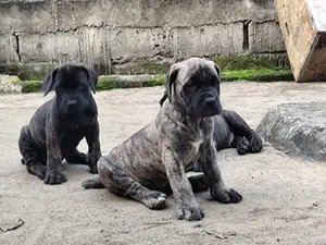 1-3 mois Homme Pure race Boerboel