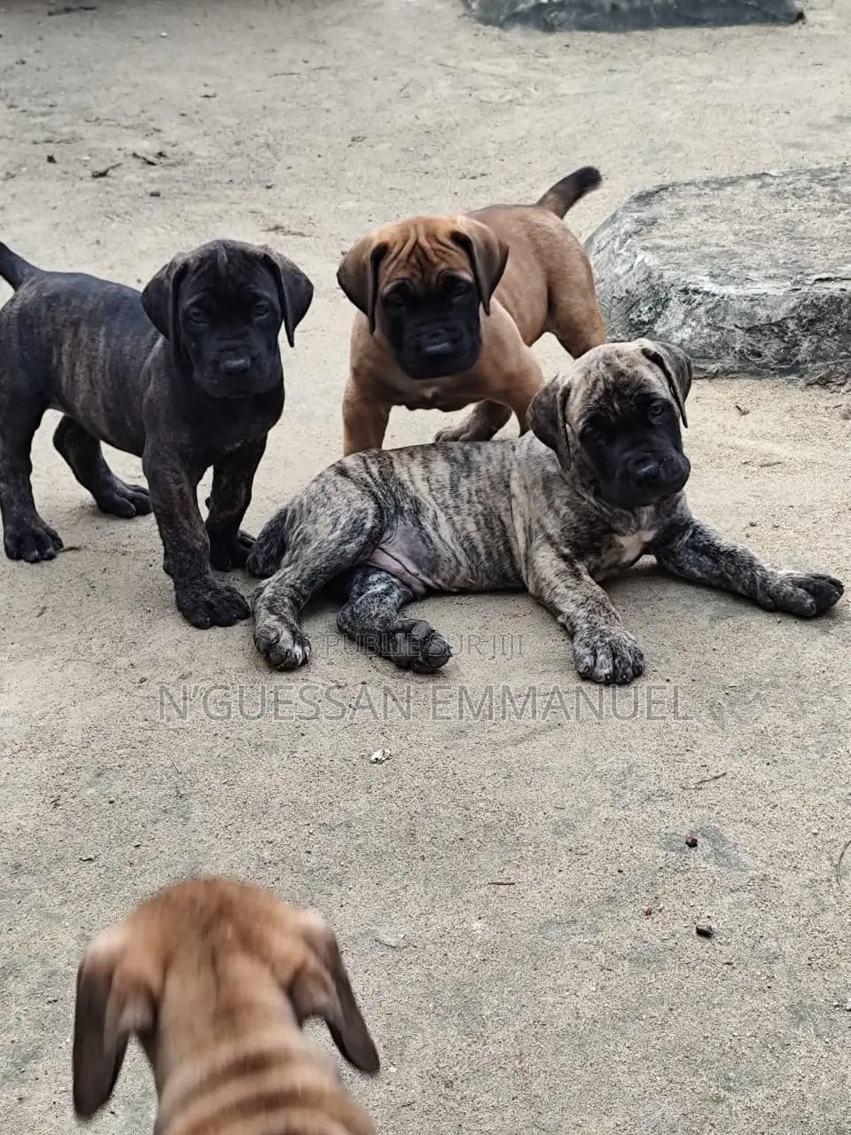 1-3 mois Homme Pure race Boerboel