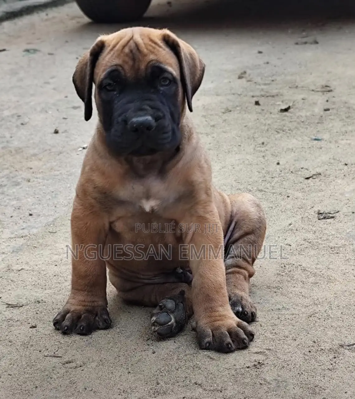 1-3 mois Homme Pure race Boerboel