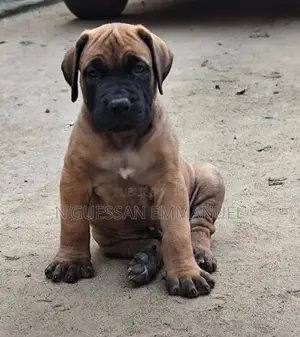 1-3 mois Homme Pure race Boerboel